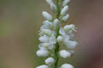 Boykin's milkwort